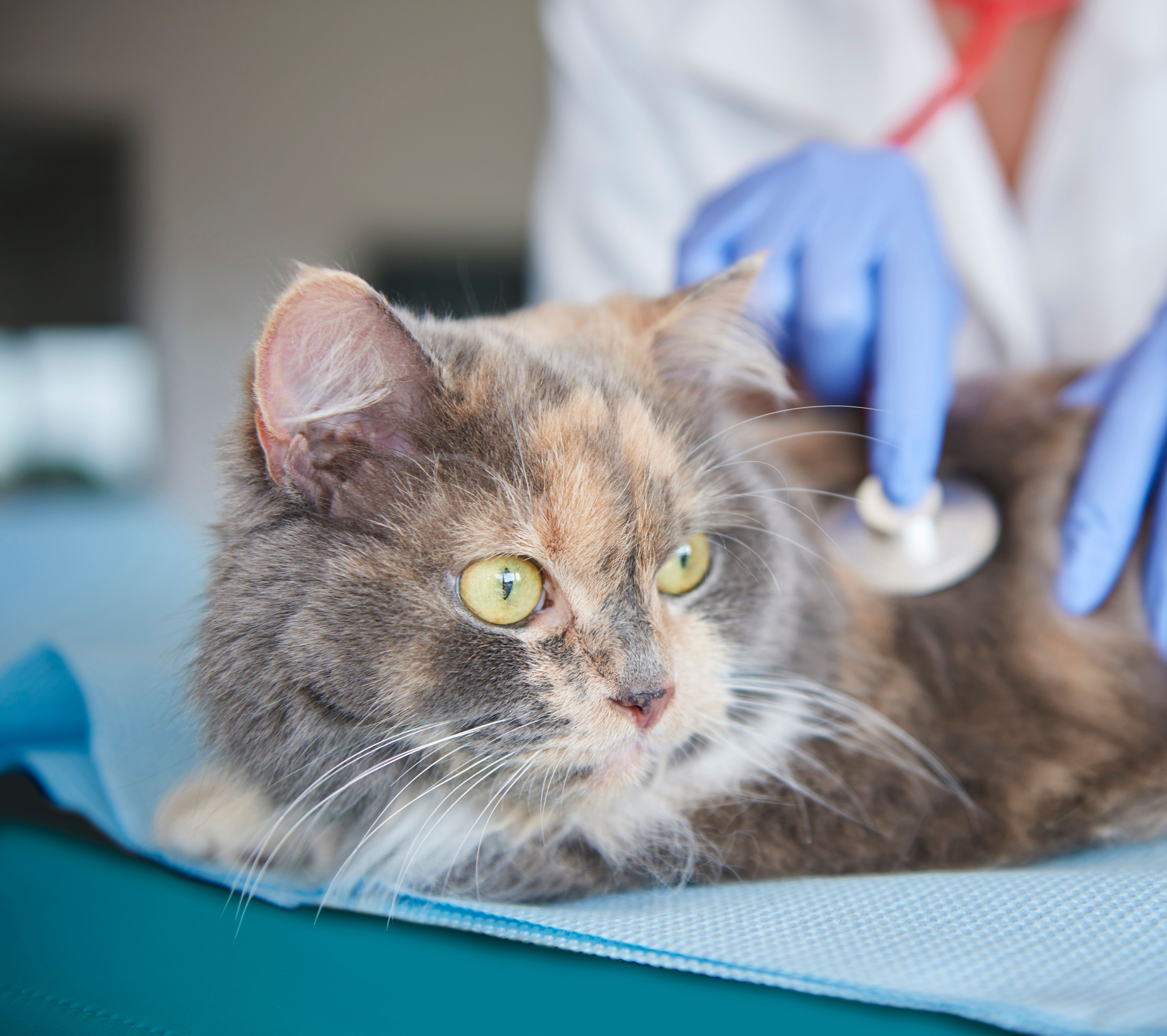 SOS Cães e Gatos | Itaboraí